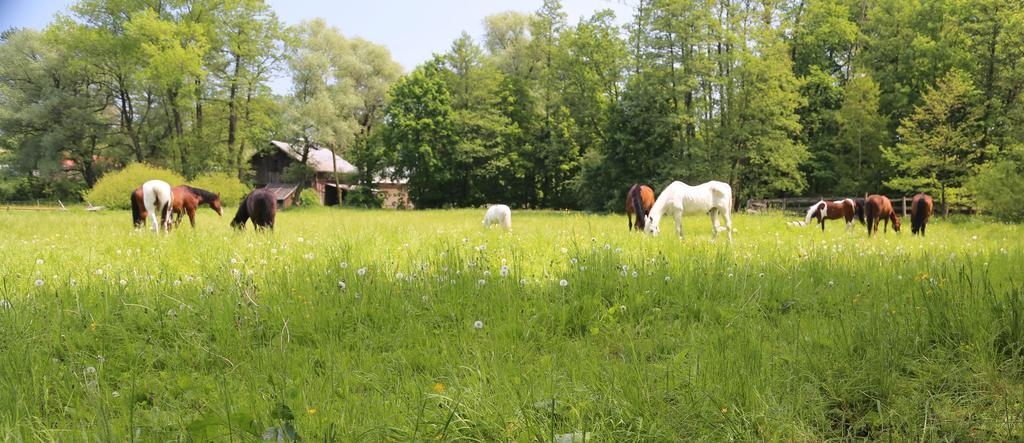 Gospodarstwo Agroturystyczne Stary Mlyn Wilczkowice ميتشالوفيتس المظهر الخارجي الصورة